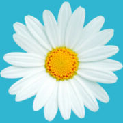Logo Premicura Pflegedienst